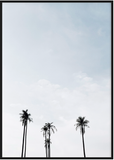 Scenic Palm Tree Print