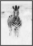 Zebra Black and White Print