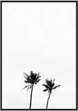 Black and White Palm Trees