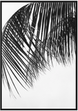 Black and White Palm