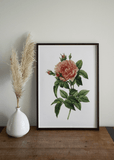 Orange Rose Print - Printy