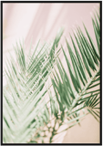 Pink Palm Leaf