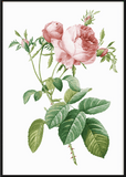 Pink Rose Print - Printy