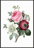 Pink Roses Bunch Print - Printy