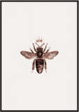 Queen Bee - Printy