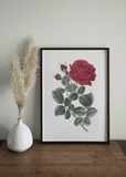 Red Rose Print - Printy