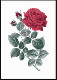 Red Rose Print - Printy