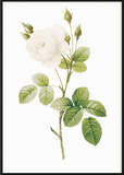 White Rose Print - Printy