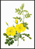 Yellow Flower Print - Printy