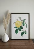 Yellow Rose Print - Printy