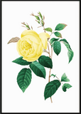 Yellow Rose Print - Printy