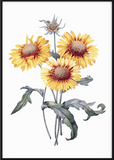 Sunflower Print - Printy